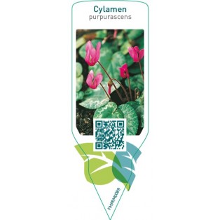 Cylamen purpurascens