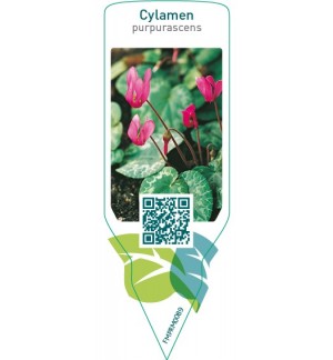 Etichette di Cylamen purpurascens *