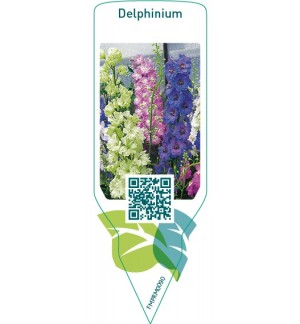 Delphinium  mix