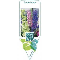 Delphinium  mix