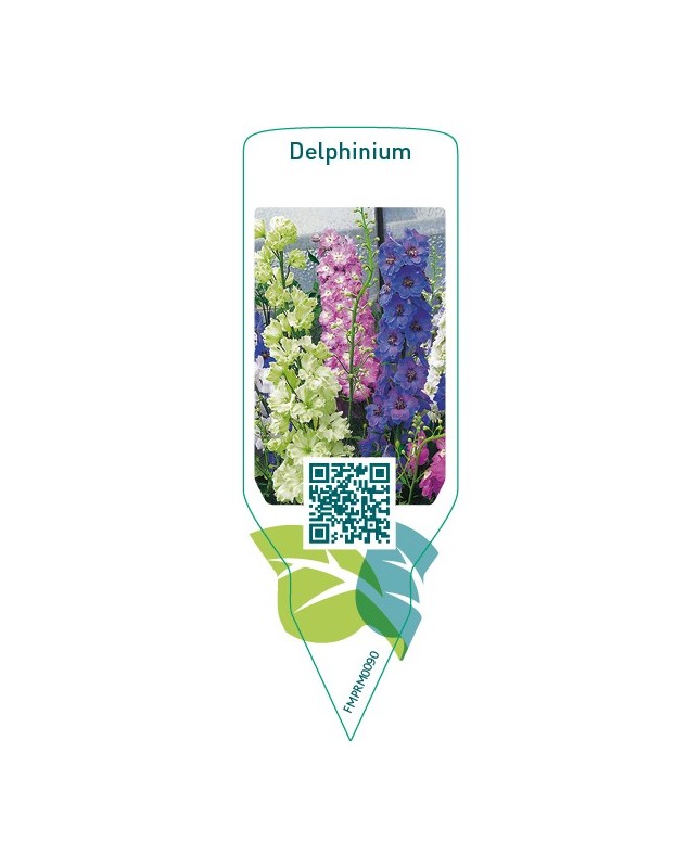 Delphinium  mix