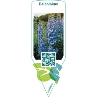 Delphinium  bright blue
