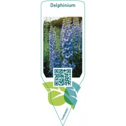 Delphinium  bright blue