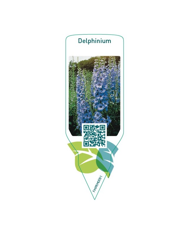 Delphinium  bright blue