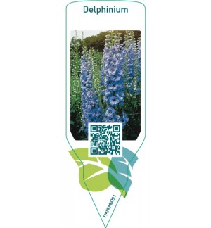 Etiquetas de Delphinium  bright blue  *