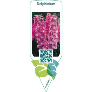 Delphinium  pink