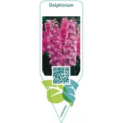 Delphinium  pink