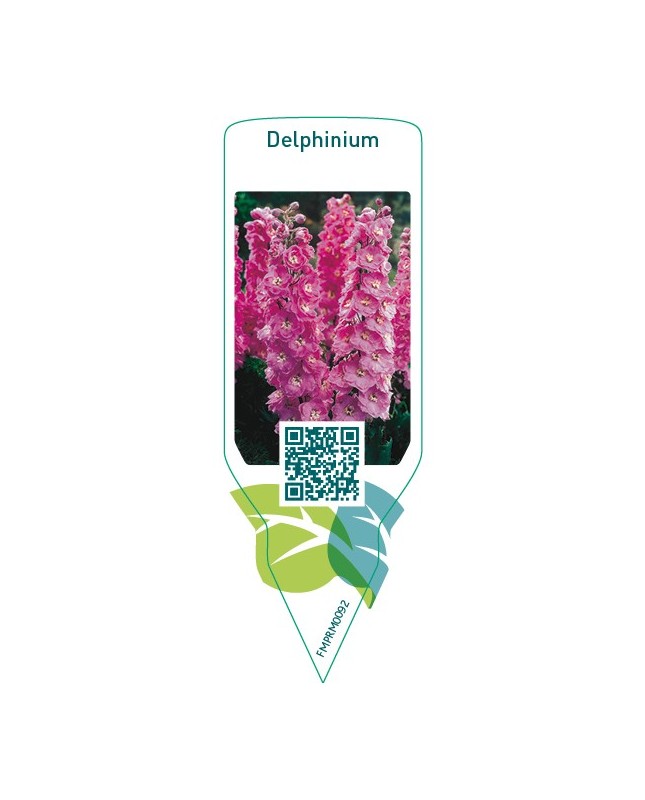 Delphinium  pink