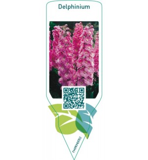 Etiquetas de Delphinium  pink  *