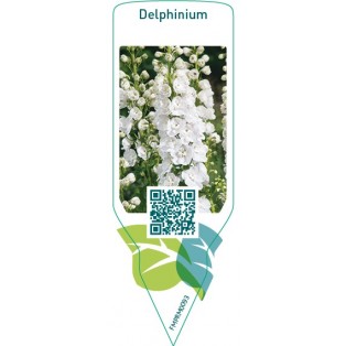 Delphinium  white