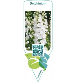 Etiquetas de Delphinium  white *
