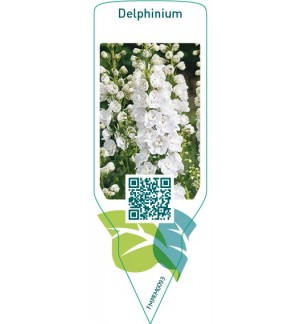 Etichette di dilphinium  white *