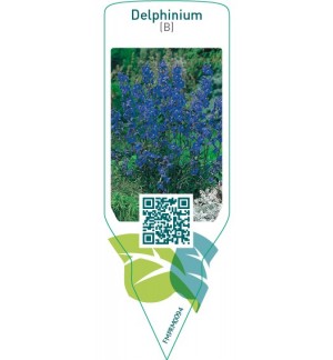 Delphinium (B)  blue