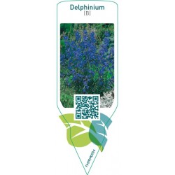 Delphinium (B)  blue