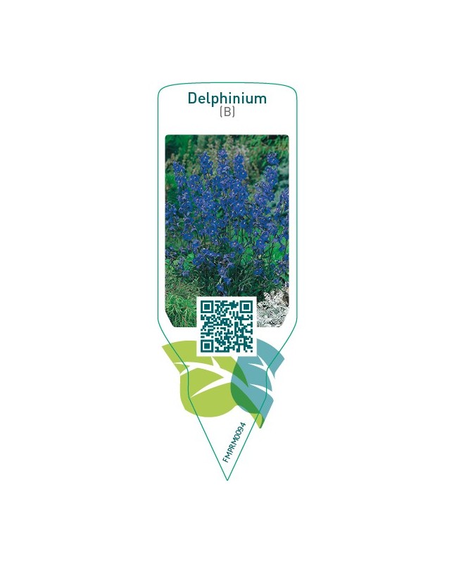 Delphinium (B)  blue