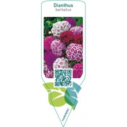 Dianthus barbatus  mix