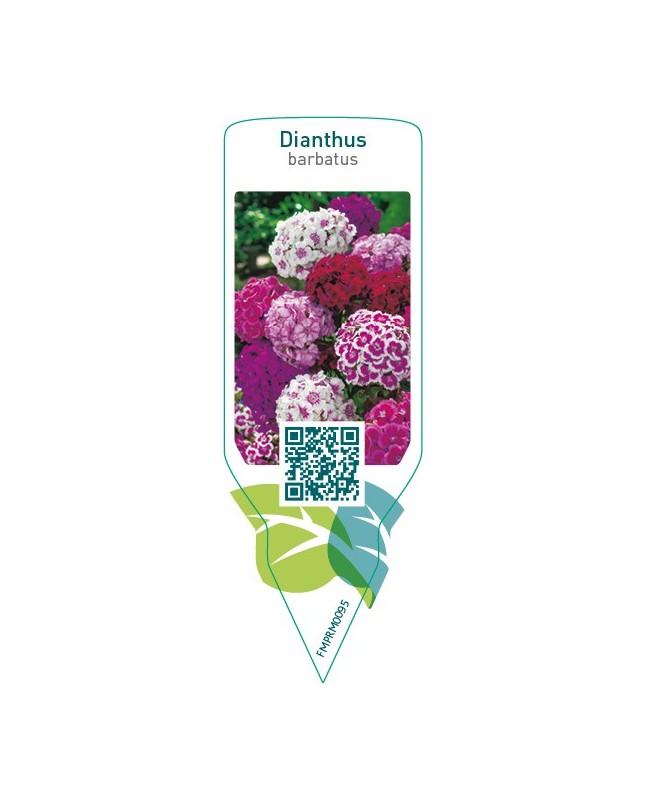 Dianthus barbatus  mix