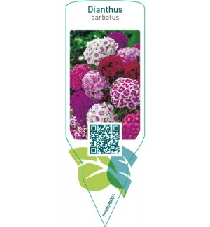Etichette di Dianthus barbatus  mix *