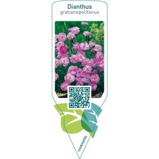 Dianthus gratianopolitanus  pink