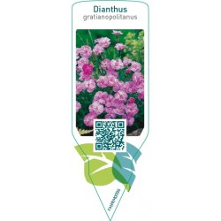 Dianthus gratianopolitanus  pink