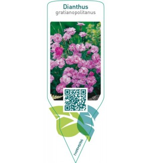 Etiquetas de Dianthus gratianopolitanus  pink *