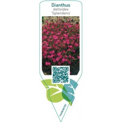 Dianthus deltoides ‘Splendens’