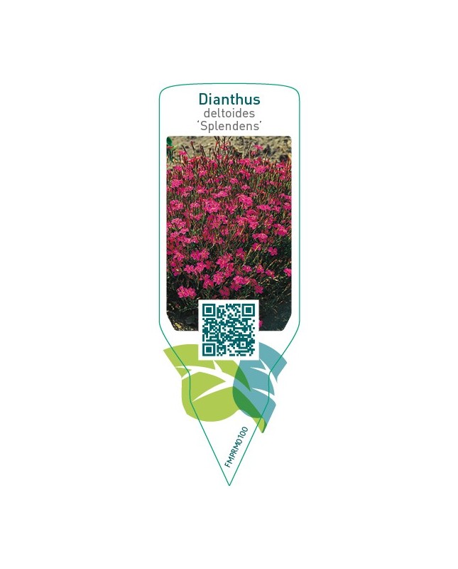 Dianthus deltoides ‘Splendens’