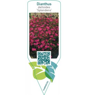 Etiquetas de Dianthus deltoides ‘Splendens’ *