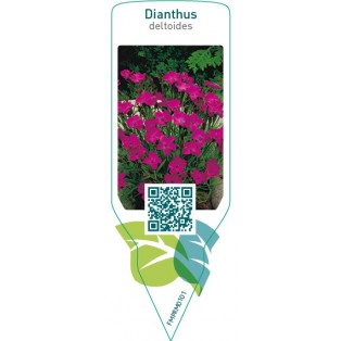 Dianthus deltoides  pink