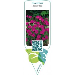 Dianthus deltoides  pink