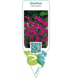 Etiquetas de Dianthus deltoides  pink  *