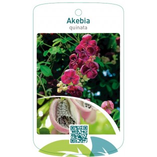 Akebia quinata