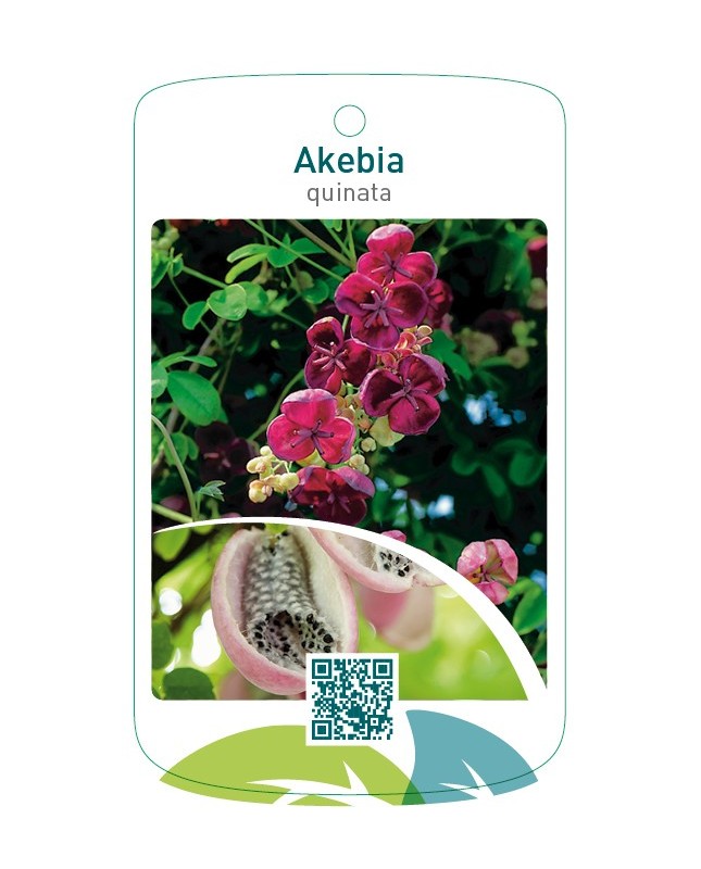Akebia quinata