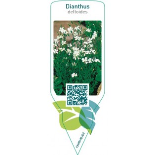 Dianthus deltoides  white
