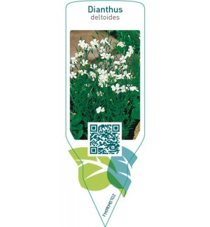 Etichette di Dianthus diltoidis  white *