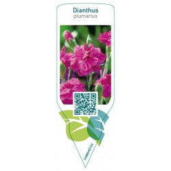 Dianthus (P)  pink