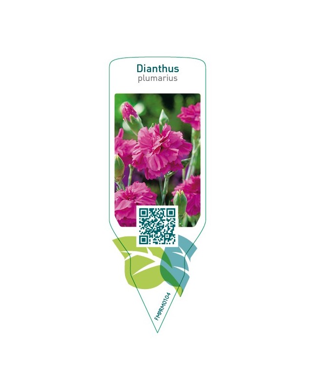 Dianthus (P)  pink