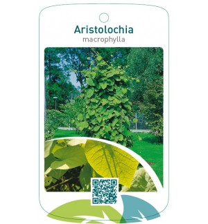 Aristolochia macrophylla