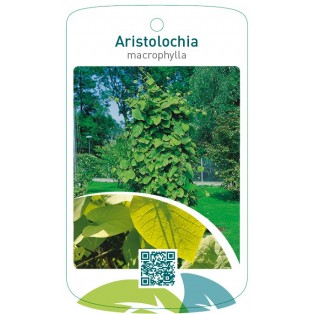 Aristolochia macrophylla