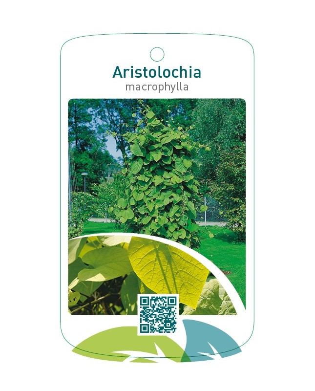 Aristolochia macrophylla