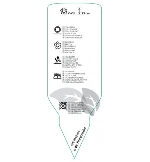 Etichette di Dianthus (P)  pink *