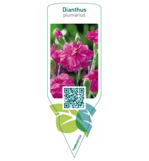 Etichette di Dianthus (P)  pink *