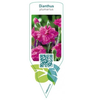 Etiquetas de Dianthus (P)  pink *