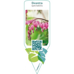 Dicentra spectabilis  red