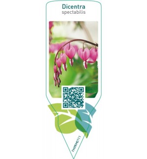 Etichette di Dicentra spectabilis  red *