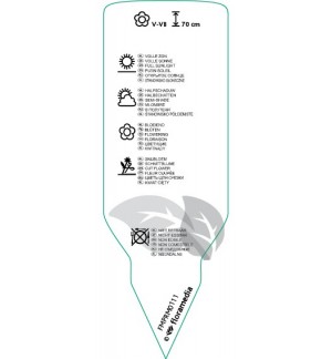 Etichette di Dicentra spectabilis  red *