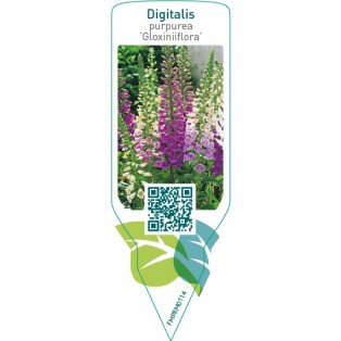 Digitalis purpurea ‘Gloxiniiflora’