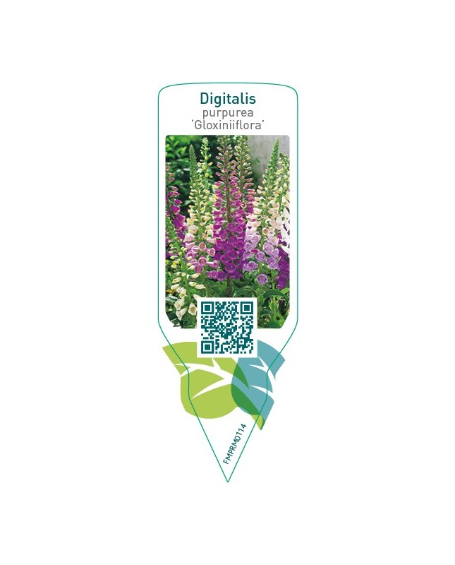 Digitalis purpurea ‘Gloxiniiflora’