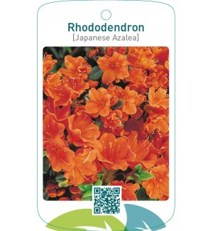 Rhododendron [Japanese Azalea]  oranje
