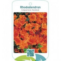 Rhododendron [Japanese Azalea]  oranje